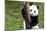 China 10MKm2 Collection - Giant Panda Baby-Philippe Hugonnard-Mounted Photographic Print