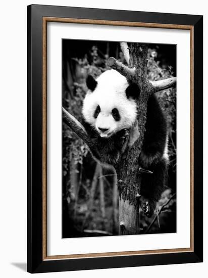 China 10MKm2 Collection - Giant Panda Baby-Philippe Hugonnard-Framed Photographic Print