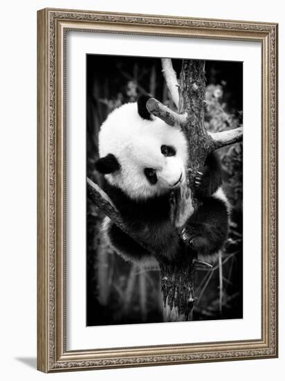 China 10MKm2 Collection - Giant Panda Baby-Philippe Hugonnard-Framed Photographic Print