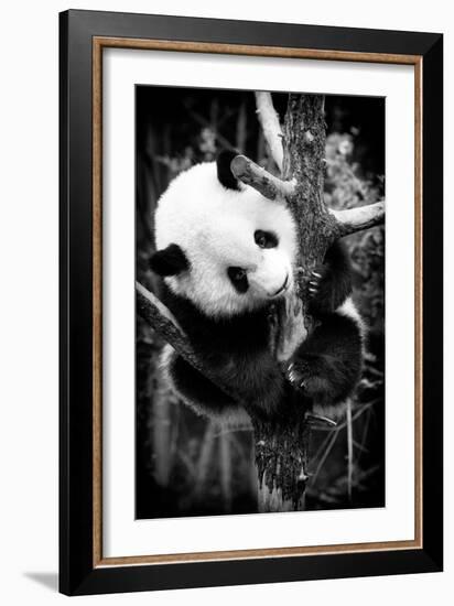 China 10MKm2 Collection - Giant Panda Baby-Philippe Hugonnard-Framed Photographic Print