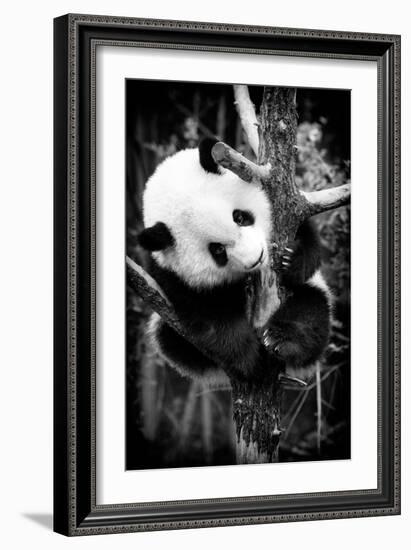 China 10MKm2 Collection - Giant Panda Baby-Philippe Hugonnard-Framed Photographic Print