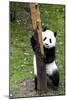 China 10MKm2 Collection - Giant Panda Baby-Philippe Hugonnard-Mounted Photographic Print