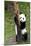 China 10MKm2 Collection - Giant Panda Baby-Philippe Hugonnard-Mounted Photographic Print