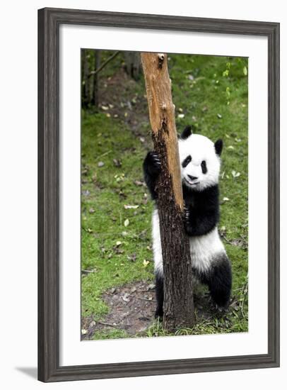 China 10MKm2 Collection - Giant Panda Baby-Philippe Hugonnard-Framed Photographic Print