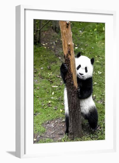 China 10MKm2 Collection - Giant Panda Baby-Philippe Hugonnard-Framed Photographic Print