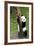 China 10MKm2 Collection - Giant Panda Baby-Philippe Hugonnard-Framed Photographic Print