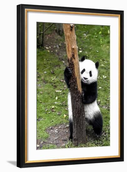 China 10MKm2 Collection - Giant Panda Baby-Philippe Hugonnard-Framed Photographic Print