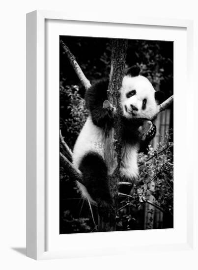 China 10MKm2 Collection - Giant Panda Baby-Philippe Hugonnard-Framed Photographic Print