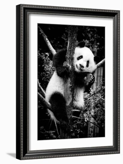 China 10MKm2 Collection - Giant Panda Baby-Philippe Hugonnard-Framed Photographic Print