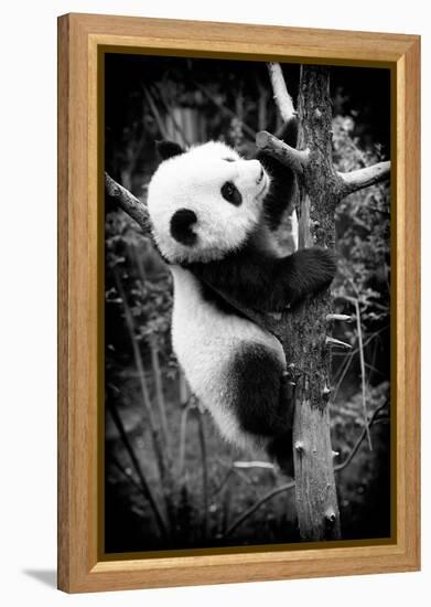 China 10MKm2 Collection - Giant Panda Baby-Philippe Hugonnard-Framed Premier Image Canvas