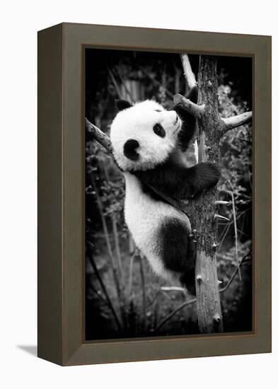 China 10MKm2 Collection - Giant Panda Baby-Philippe Hugonnard-Framed Premier Image Canvas