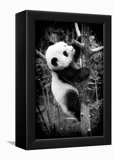 China 10MKm2 Collection - Giant Panda Baby-Philippe Hugonnard-Framed Premier Image Canvas