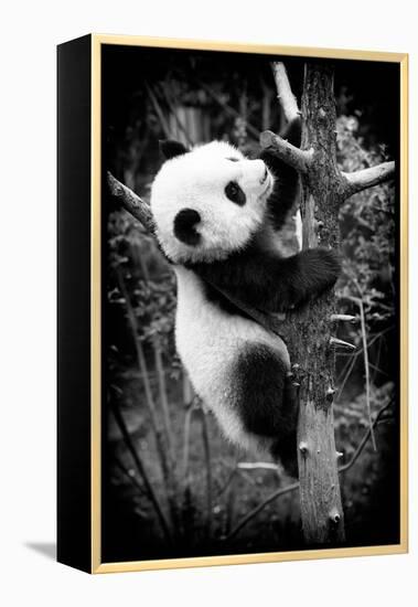 China 10MKm2 Collection - Giant Panda Baby-Philippe Hugonnard-Framed Premier Image Canvas