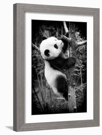 China 10MKm2 Collection - Giant Panda Baby-Philippe Hugonnard-Framed Photographic Print