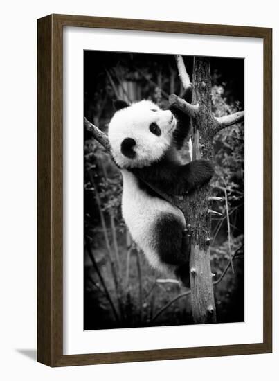 China 10MKm2 Collection - Giant Panda Baby-Philippe Hugonnard-Framed Photographic Print
