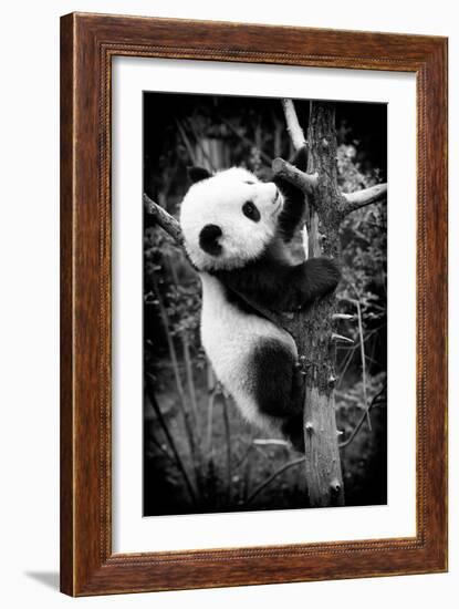 China 10MKm2 Collection - Giant Panda Baby-Philippe Hugonnard-Framed Photographic Print