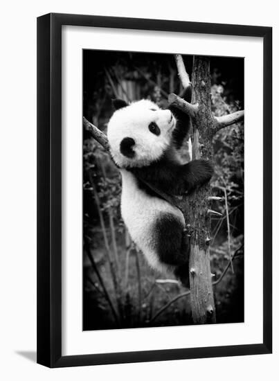 China 10MKm2 Collection - Giant Panda Baby-Philippe Hugonnard-Framed Photographic Print