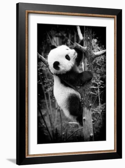 China 10MKm2 Collection - Giant Panda Baby-Philippe Hugonnard-Framed Photographic Print