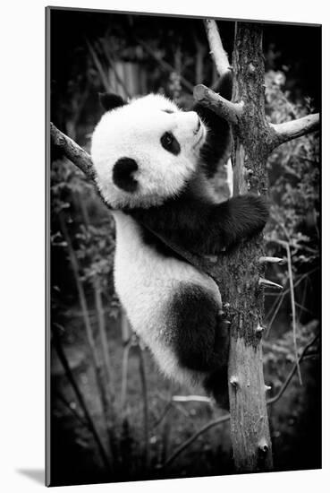 China 10MKm2 Collection - Giant Panda Baby-Philippe Hugonnard-Mounted Photographic Print