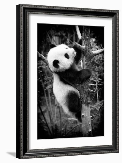 China 10MKm2 Collection - Giant Panda Baby-Philippe Hugonnard-Framed Photographic Print