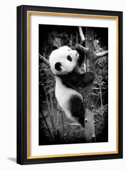 China 10MKm2 Collection - Giant Panda Baby-Philippe Hugonnard-Framed Photographic Print