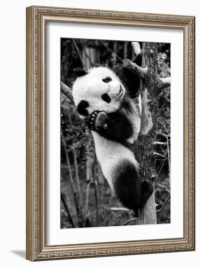 China 10MKm2 Collection - Giant Panda Baby-Philippe Hugonnard-Framed Photographic Print