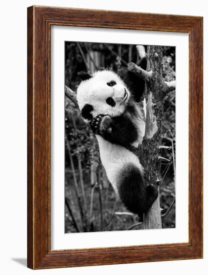 China 10MKm2 Collection - Giant Panda Baby-Philippe Hugonnard-Framed Photographic Print