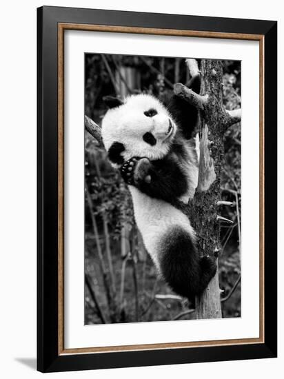 China 10MKm2 Collection - Giant Panda Baby-Philippe Hugonnard-Framed Photographic Print