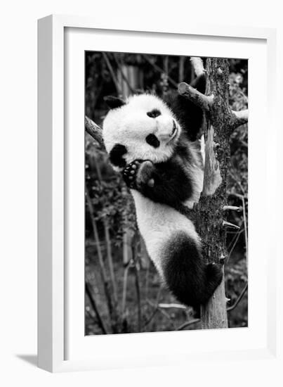 China 10MKm2 Collection - Giant Panda Baby-Philippe Hugonnard-Framed Photographic Print