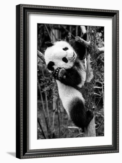 China 10MKm2 Collection - Giant Panda Baby-Philippe Hugonnard-Framed Photographic Print