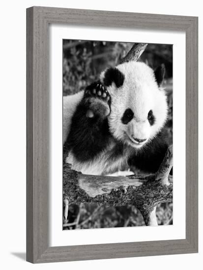 China 10MKm2 Collection - Giant Panda Baby-Philippe Hugonnard-Framed Photographic Print