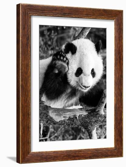 China 10MKm2 Collection - Giant Panda Baby-Philippe Hugonnard-Framed Photographic Print