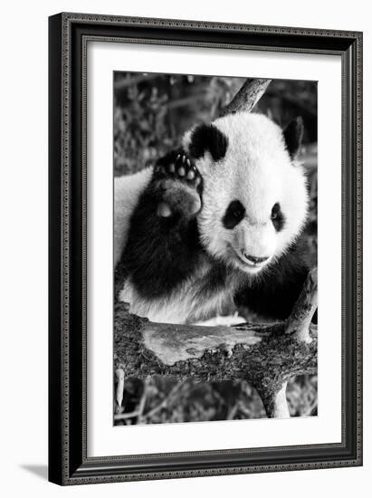 China 10MKm2 Collection - Giant Panda Baby-Philippe Hugonnard-Framed Photographic Print