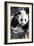 China 10MKm2 Collection - Giant Panda Baby-Philippe Hugonnard-Framed Photographic Print