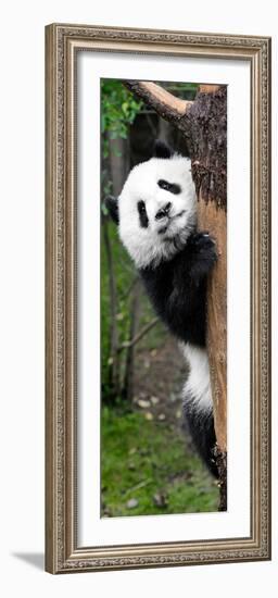 China 10MKm2 Collection - Giant Panda Baby-Philippe Hugonnard-Framed Photographic Print