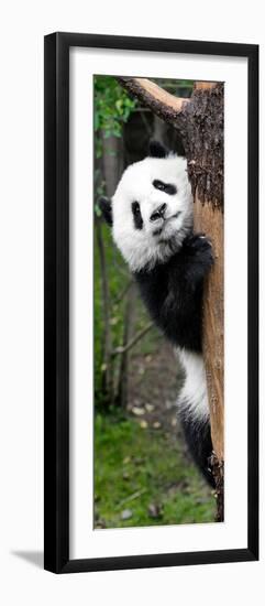 China 10MKm2 Collection - Giant Panda Baby-Philippe Hugonnard-Framed Photographic Print