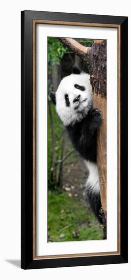 China 10MKm2 Collection - Giant Panda Baby-Philippe Hugonnard-Framed Photographic Print