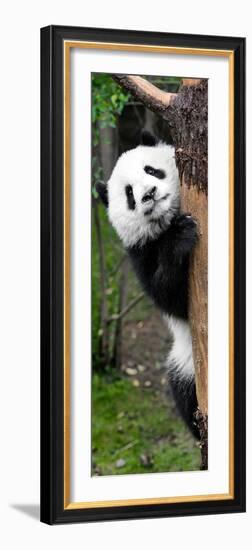 China 10MKm2 Collection - Giant Panda Baby-Philippe Hugonnard-Framed Photographic Print