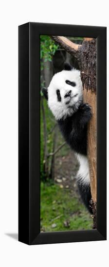 China 10MKm2 Collection - Giant Panda Baby-Philippe Hugonnard-Framed Premier Image Canvas