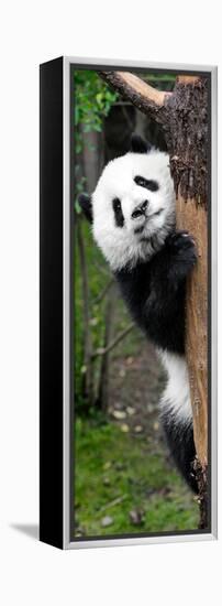 China 10MKm2 Collection - Giant Panda Baby-Philippe Hugonnard-Framed Premier Image Canvas