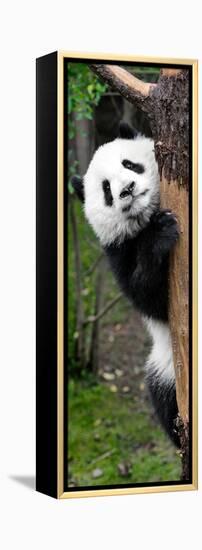 China 10MKm2 Collection - Giant Panda Baby-Philippe Hugonnard-Framed Premier Image Canvas