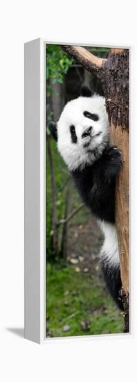 China 10MKm2 Collection - Giant Panda Baby-Philippe Hugonnard-Framed Premier Image Canvas