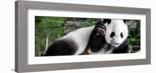 China 10MKm2 Collection - Giant Panda Baby-Philippe Hugonnard-Framed Photographic Print