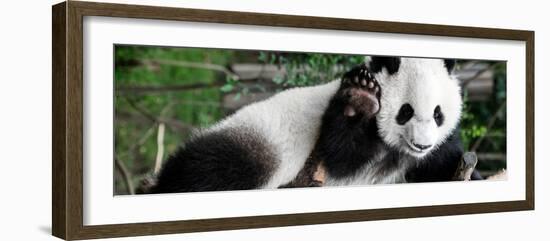 China 10MKm2 Collection - Giant Panda Baby-Philippe Hugonnard-Framed Photographic Print