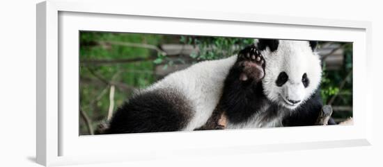 China 10MKm2 Collection - Giant Panda Baby-Philippe Hugonnard-Framed Photographic Print