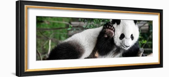 China 10MKm2 Collection - Giant Panda Baby-Philippe Hugonnard-Framed Photographic Print