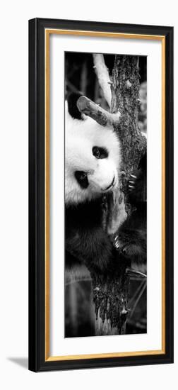 China 10MKm2 Collection - Giant Panda Baby-Philippe Hugonnard-Framed Photographic Print