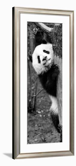 China 10MKm2 Collection - Giant Panda Baby-Philippe Hugonnard-Framed Photographic Print