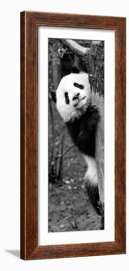 China 10MKm2 Collection - Giant Panda Baby-Philippe Hugonnard-Framed Photographic Print