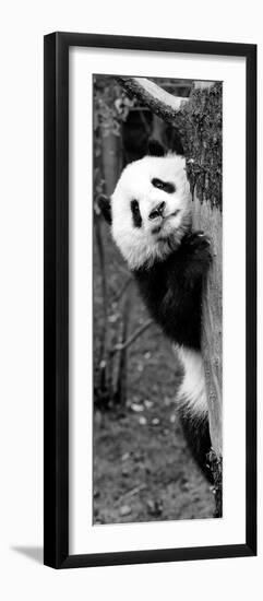 China 10MKm2 Collection - Giant Panda Baby-Philippe Hugonnard-Framed Photographic Print